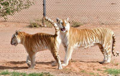 Nofa Wildlife Park, Royal Bengal Tiger, Tibrak Saudi Arabia 2963