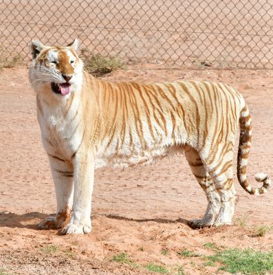Nofa Wildlife Park, Royal Bengal Tiger, Tibrak Saudi Arabia 2964
