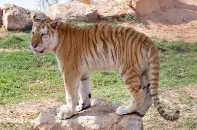 Nofa Wildlife Park, Royal Bengal Tiger, Tibrak Saudi Arabia 2982