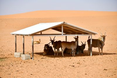 Nofa Wildlife Park, Tibrak Saudi Arabia 2674