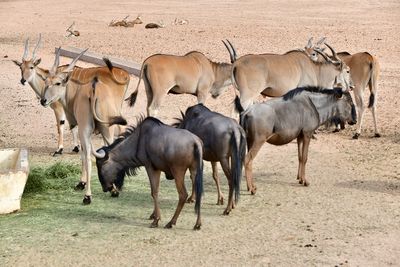 Nofa Wildlife Park, Tibrak Saudi Arabia 3121
