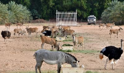 Nofa Wildlife Park, Tibrak Saudi Arabia 3157