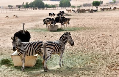 Nofa Wildlife Park, Tibrak Saudi Arabia 3255