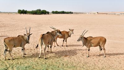 Nofa Wildlife Park, Tibrak Saudi Arabia 3274