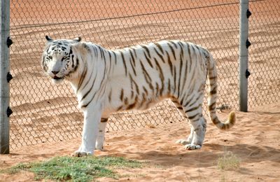 Nofa Wildlife Park, White Bengal Tiger, Tibrak Saudi Arabia 3012