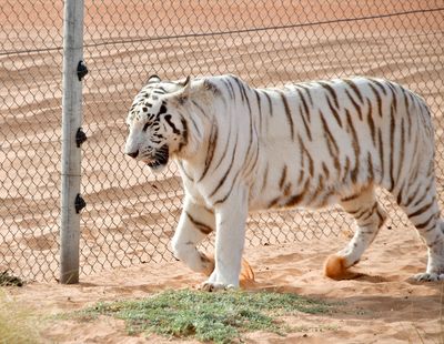 Nofa Wildlife Park, White Bengal Tiger, Tibrak Saudi Arabia 3017