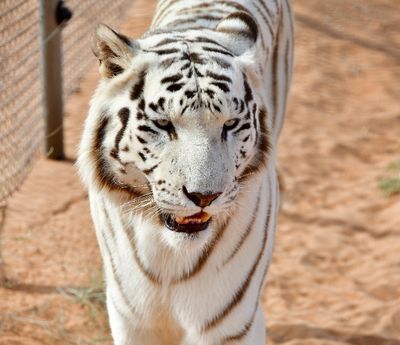 Nofa Wildlife Park, White Bengal Tiger, Tibrak Saudi Arabia 3043
