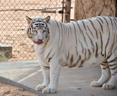Nofa Wildlife Park, White Bengal Tiger, Tibrak Saudi Arabia 3051