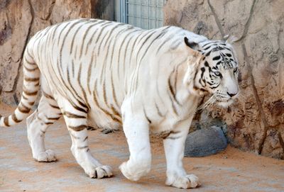 Nofa Wildlife Park, White Bengal Tiger, Tibrak Saudi Arabia 3056