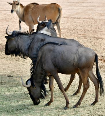 Nofa Wildlife Park, Wildebeest, Tibrak Saudi Arabia 3128