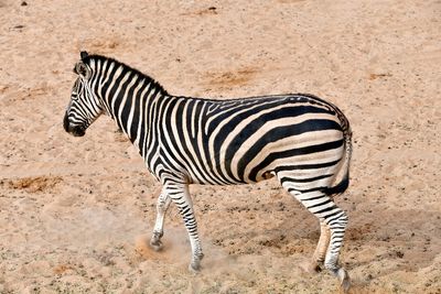 Nofa Wildlife Park, Zebra, Tibrak Saudi Arabia 3167
