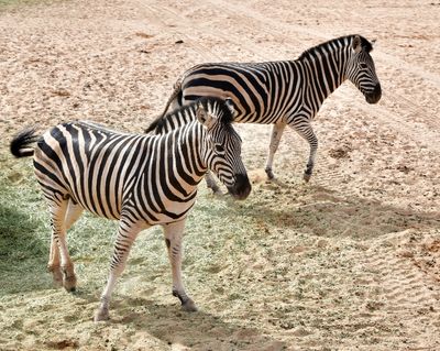 Nofa Wildlife Park, Zebra, Tibrak Saudi Arabia 3259