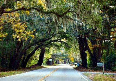 Moss Covered Trees on River Road on Johns Island, South Carolina 550