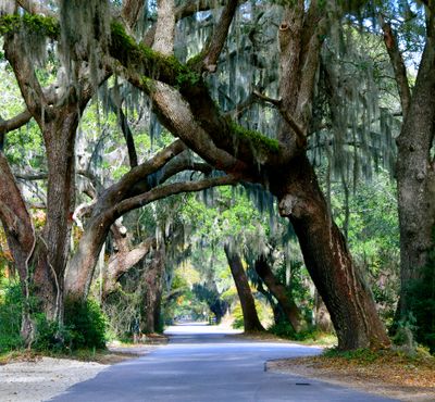 Driving down Moss covered Mullet Hall Road, John Island, South Carolina 743