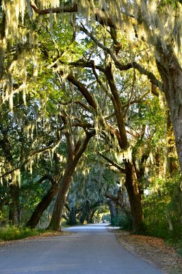 Driving down Moss covered Mullet Hall Road, John Island, South Carolina 631