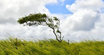 Wind Swept Tree at Lapakahi State Historical Park, Waimea, Big Island, Hawaii 047