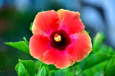 Hibiscus, Kauai, Hawaii 018  