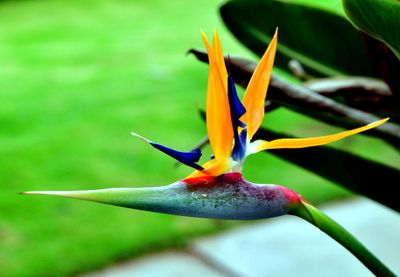 Bird of Paradise, Wailea Bay, Kapaa, Kauai, Hawaii 015 