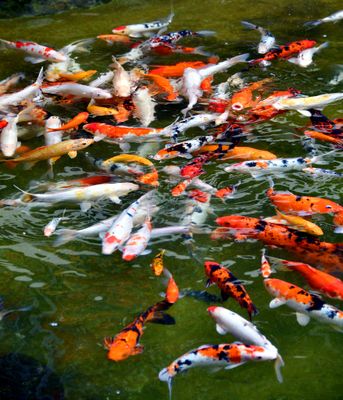 Koi at Hilton Garden Inn, Wailea Bay, Kauai, Hawaii 026  