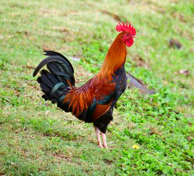 Kauai Rooster, Lydgate Park, Kapaa, Kauai, Hawaii 057  