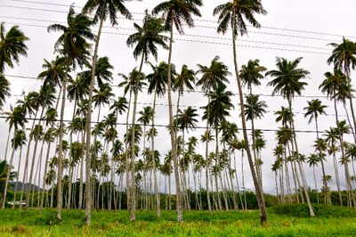 Coconut Palms in Kapaa, Kauai, Hawaii 097 