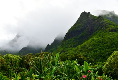 Puunopili, Palieleele, Haena, Kauai, Hawaii 255  