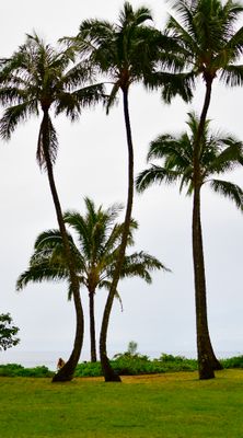 Palm Trees at Ha'ena Beach Park, Kauai, Hawaii 286  