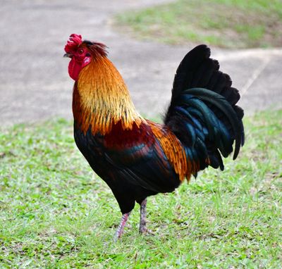 Kauai Rooster, Kauai, Hawaii 285  
