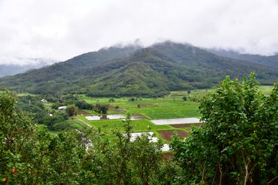 Hanalei Valley Lookout, Hanalei National Wildlife Refuge, Ohiki Road, Kauai Hawaii 317  
