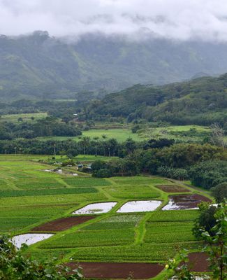 Hanalei Valley Lookout, Hanalei National Wildlife Refuge, Ohiki Road, Kauai Hawaii 324  