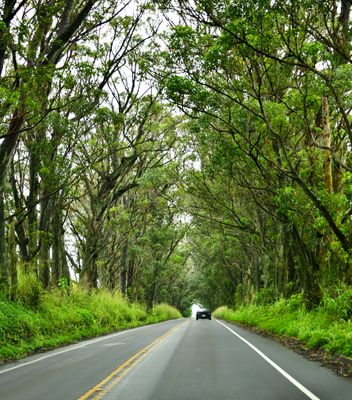 Tree Tunnel, Maluhia Road, Koloa, Kauai, Hawaii 382  