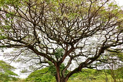 Large Tree at Old Koloa Village, Kauai, Hawaii 416 