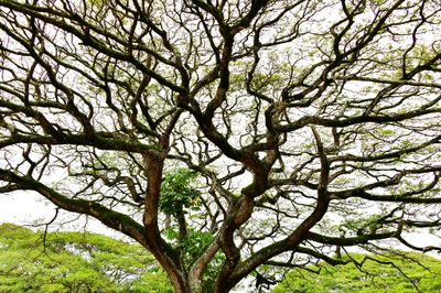 Large Tree at Old Koloa Village, Kauai, Hawaii 412  