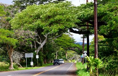 Koloa Road North 520, Old Koloa Town, Kauai, Hawaii 440  