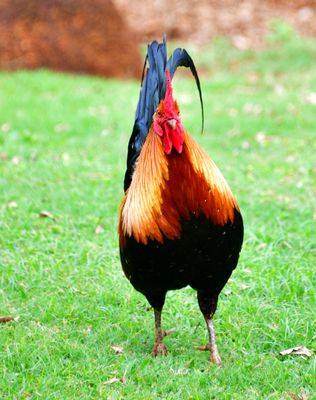 Kauai Rooster, Poipu, Kauai, Hawaii 524  
