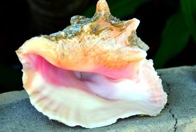 Conch, Man-o-War, Bahamas 1674