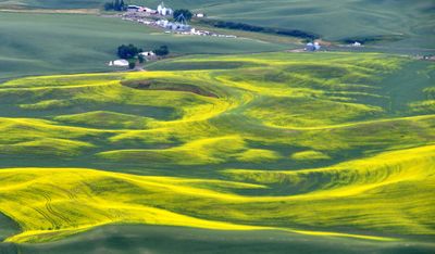 Canola Field in Palouse by Pullman Airport, Washington 330