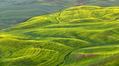 Canola Field in Palouse by Pullman Airport, Washington 387