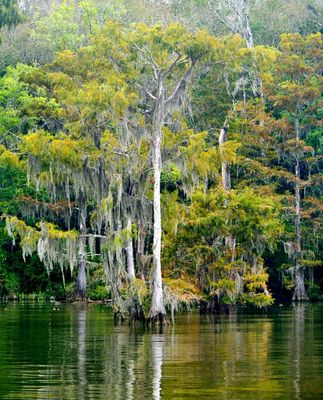 Alabama - Yellowhammer State, the Heart of Dixie, the Cotton State