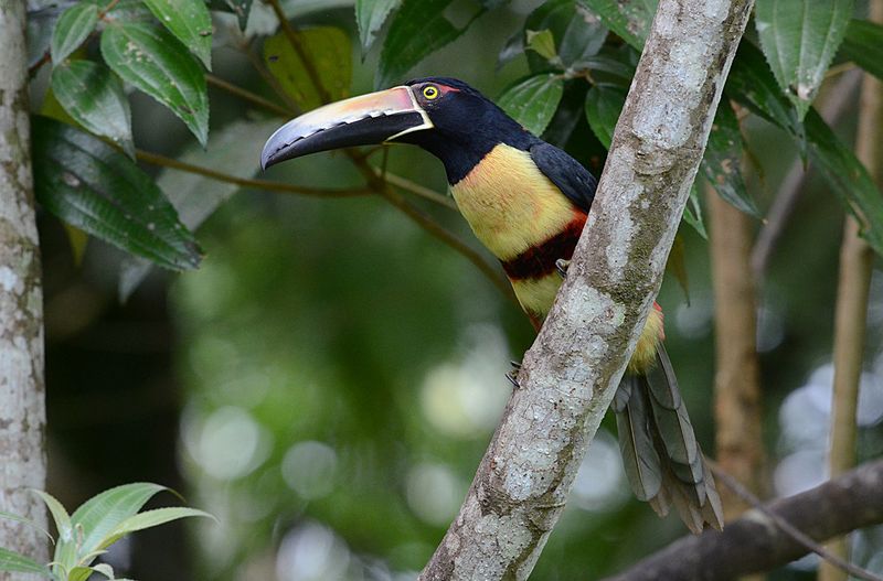 Collared aracari