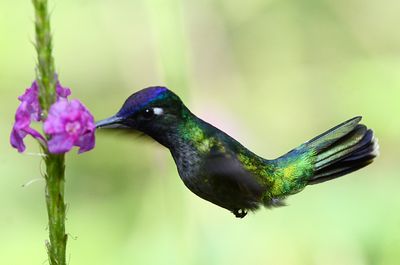 Violet-headed Hummingbird (male)