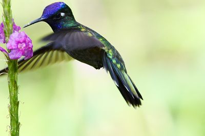 Violet-headed Hummingbird (male)