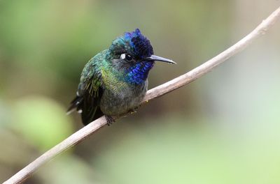 Violet-headed Hummingbird (male)