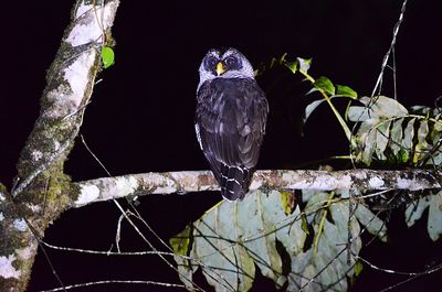 Black and White Owl