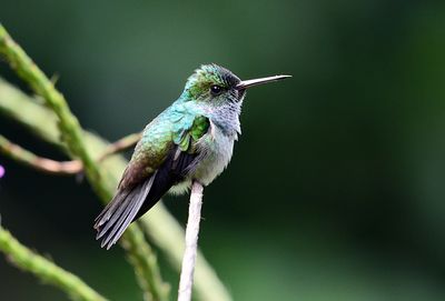 Violet-headed Hummingbird (female)