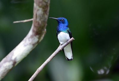 White-necked Jacobin (male)