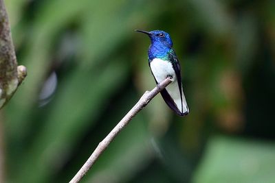 White-necked Jacobin (male)