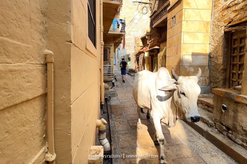 jaisalmer