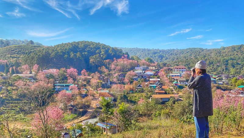 Rong Kla Village, Pitsanulok, Thailand in Cherry Blossom season.