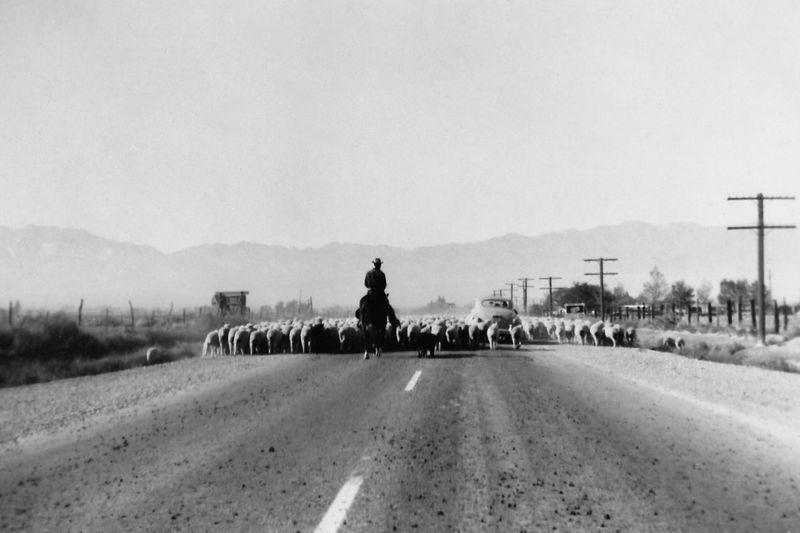 191) Sheep hearding